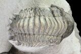 Crotalocephalina & Reedops Trilobites - (Special Price) #75775-6